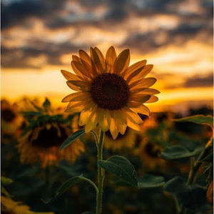 Meet your Posher, Jos